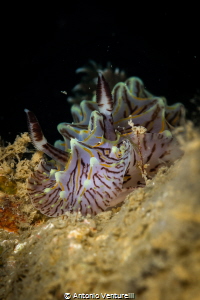 Halgerda willeyi is a small sea slug with almost fluoresc... by Antonio Venturelli 